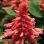 Seminte profesionale Salvia splendens - Salvia - imagine 48748